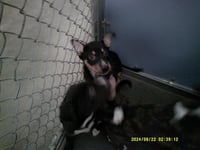 MIKEL / PEPPER - Photo 1