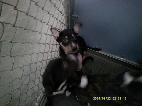 MIKEL / PEPPER - Pit Bull Terrier available for adoption