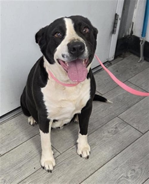 *DOLLY - Pit Bull Terrier available for adoption