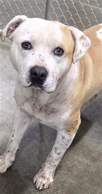 POOP - Pit Bull Terrier available for adoption