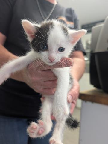 *MAGE - Domestic Medium Hair available for adoption