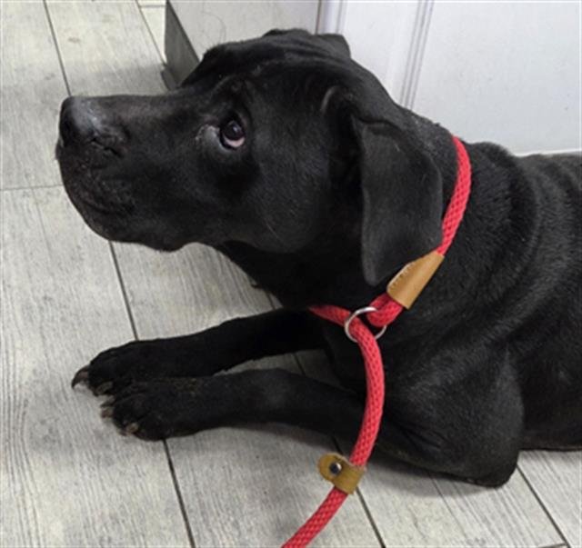 *HARPER - Labrador Retriever available for adoption
