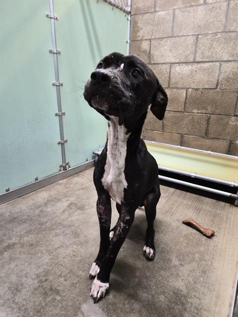 BEAR - Pit Bull Terrier available for adoption