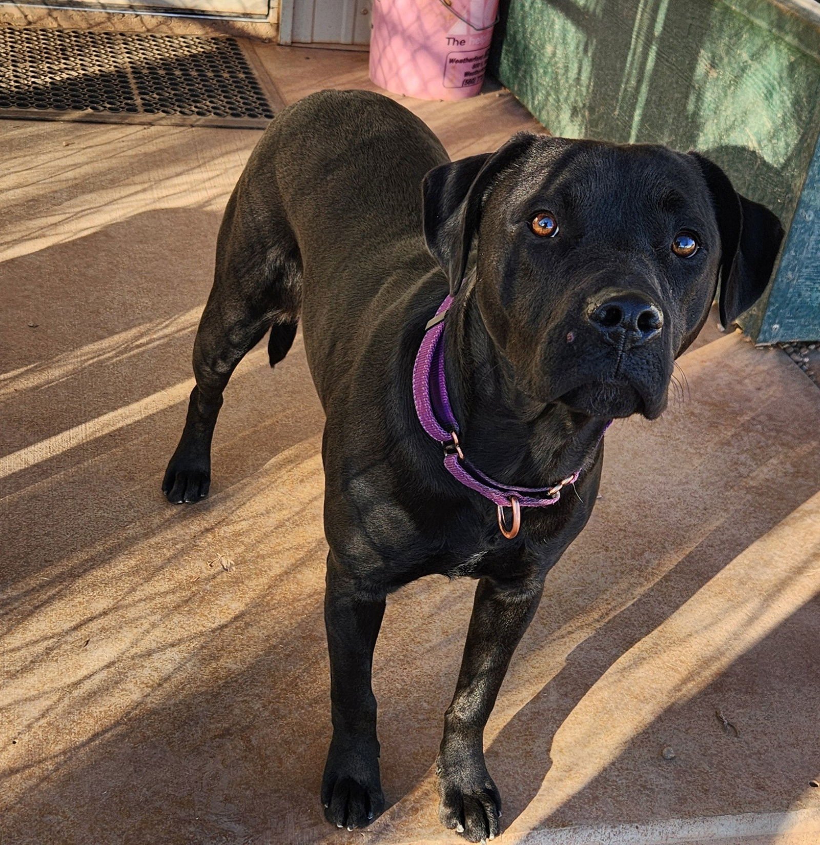 MATILDA - Black Labrador Retriever / American Staffordshire Terrier available for adoption