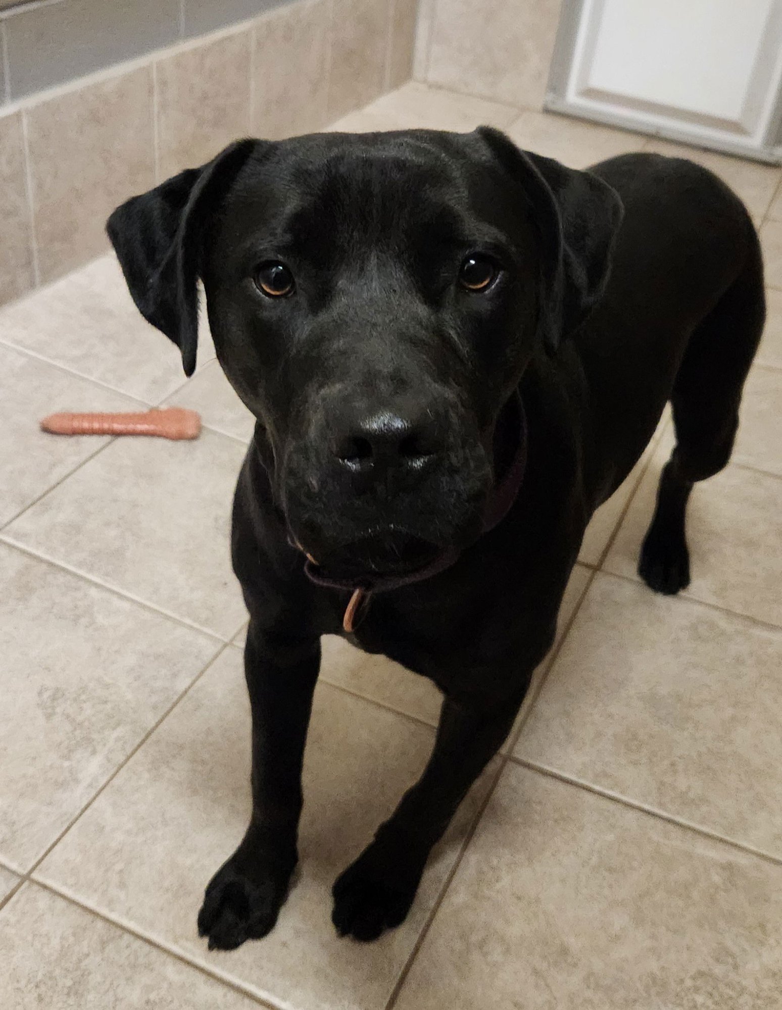 MATILDA - Black Labrador Retriever / American Staffordshire Terrier available for adoption
