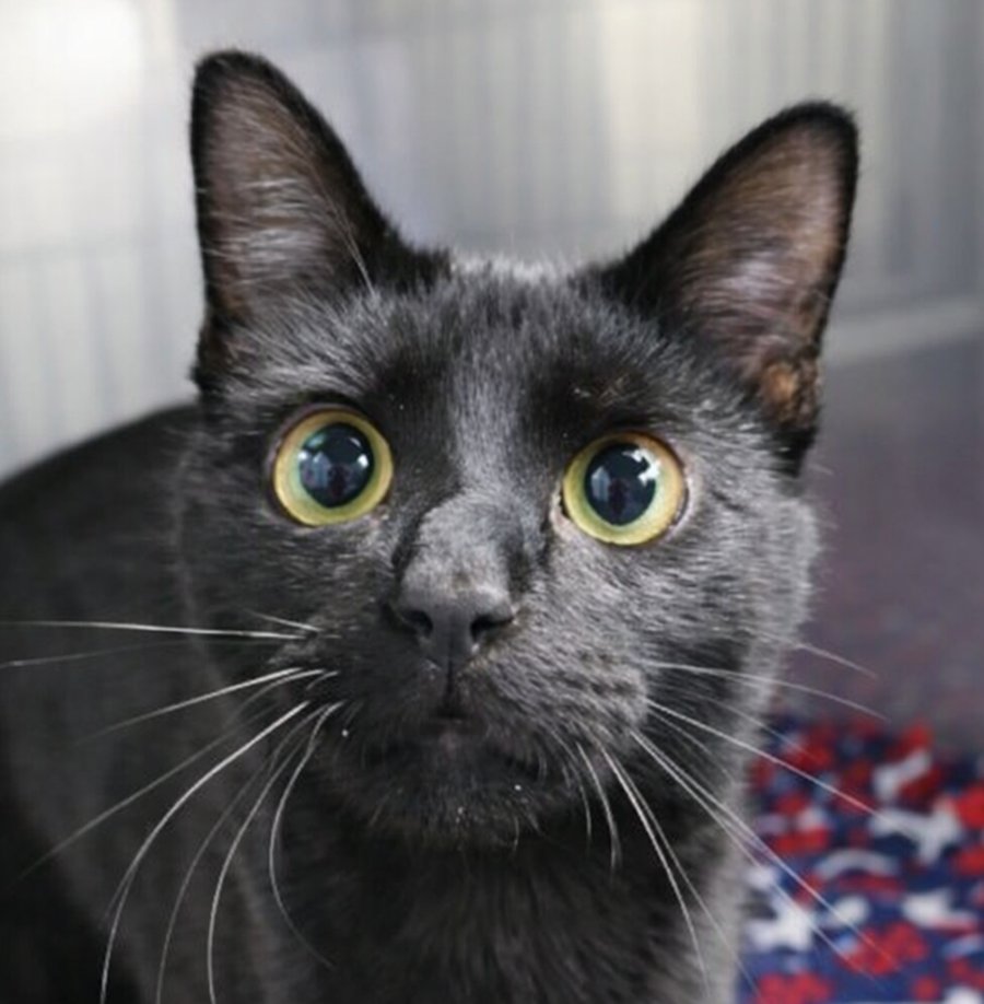 WALLACE - Domestic Short Hair available for adoption