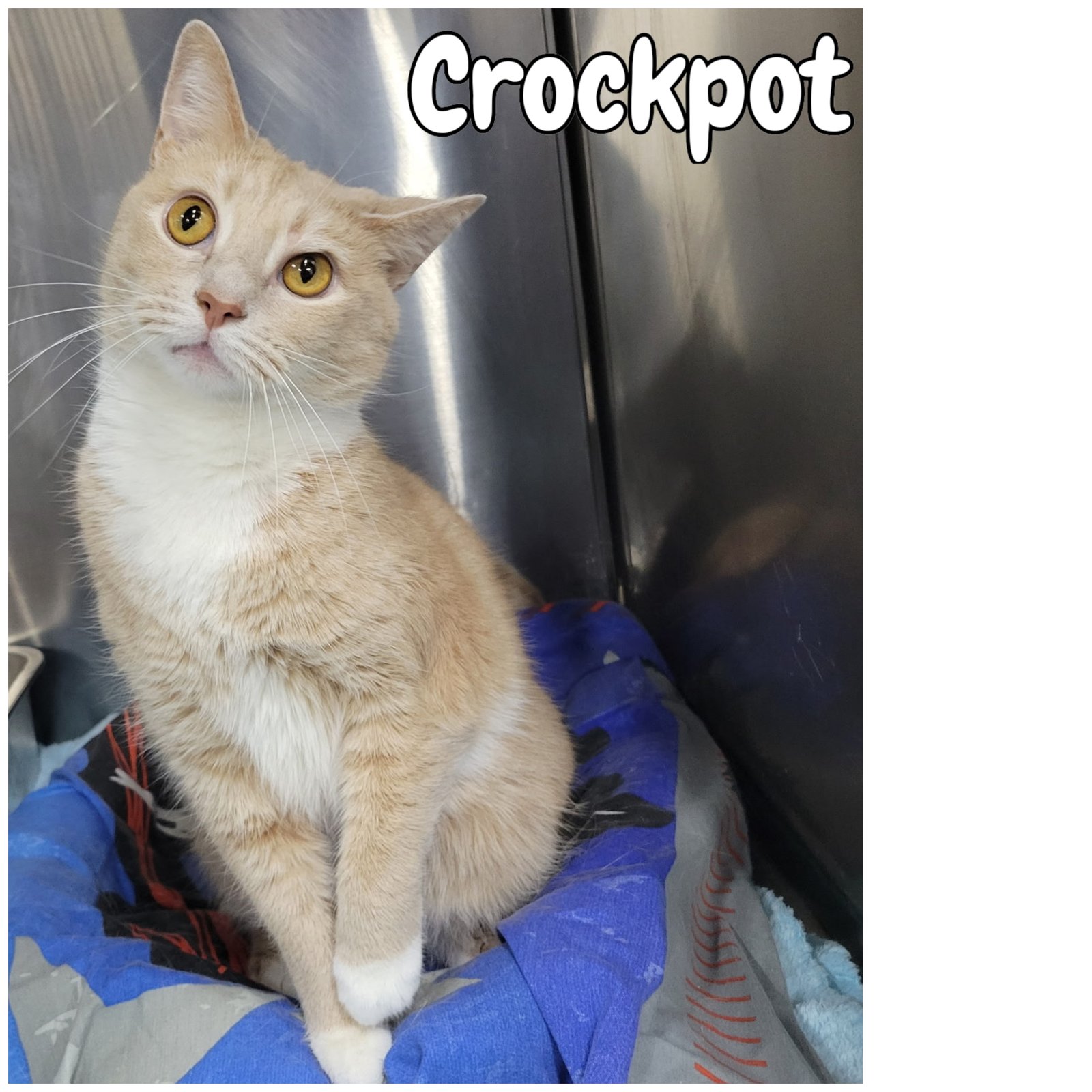 CROCKPOT -  FRONT DECLAWED - Domestic Short Hair available for adoption