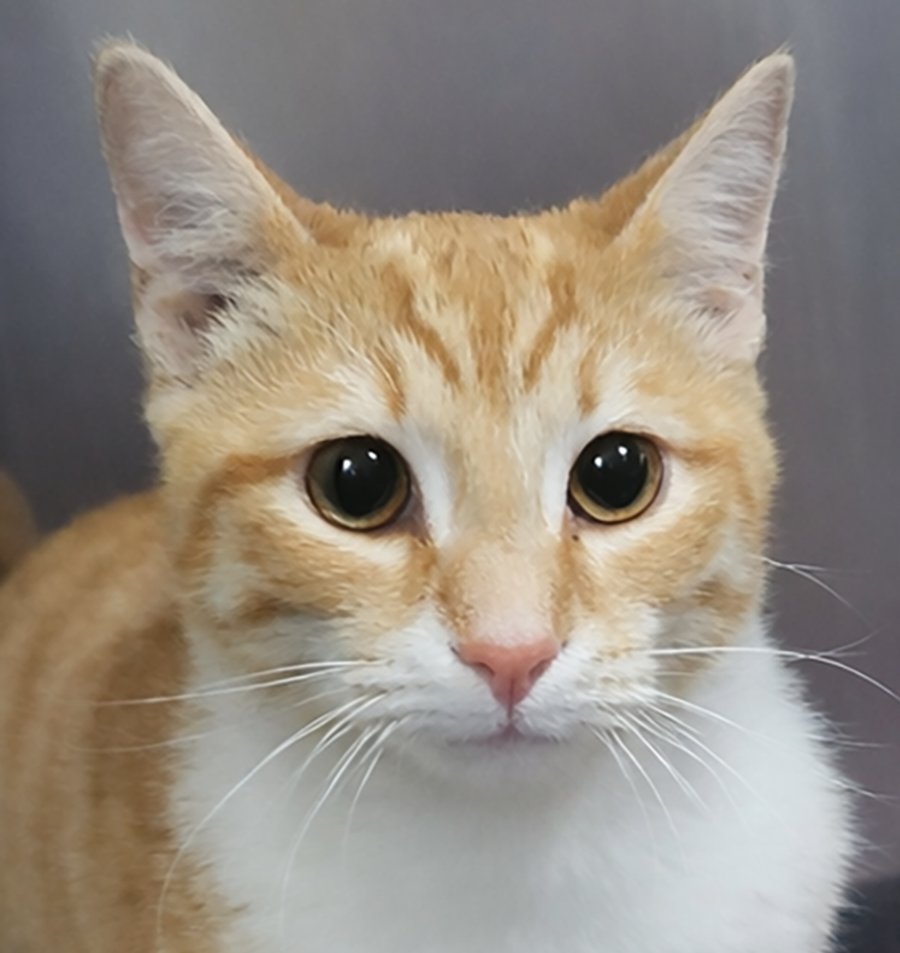 PADDLE - Domestic Short Hair available for adoption