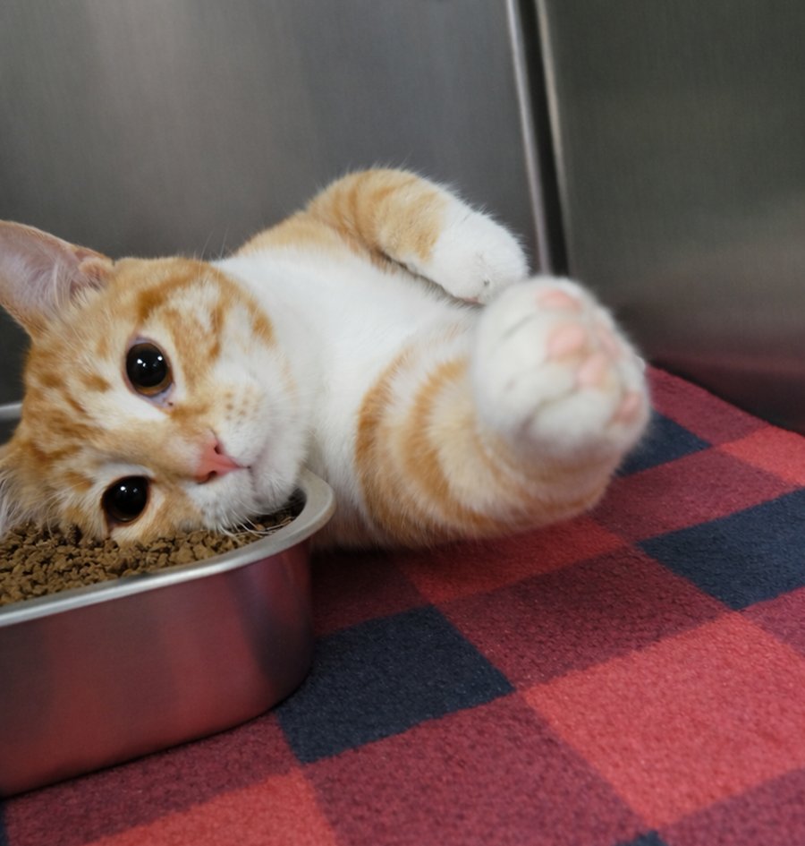 PADDLE - Domestic Short Hair available for adoption