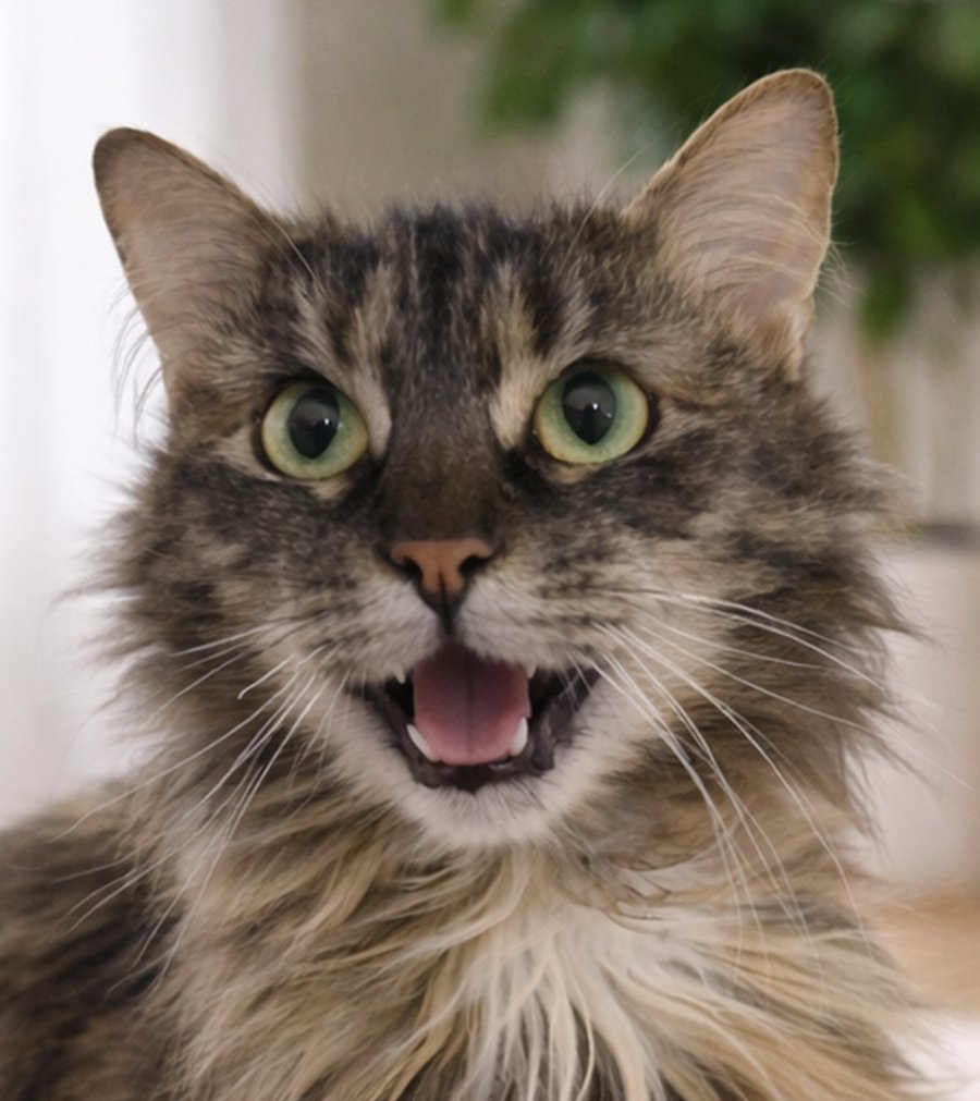 ORCHARD - Domestic Long Hair / Tortoiseshell available for adoption