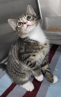 Kitten Bolo - Photo 3