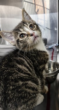 Kitten Bolo - Photo 2