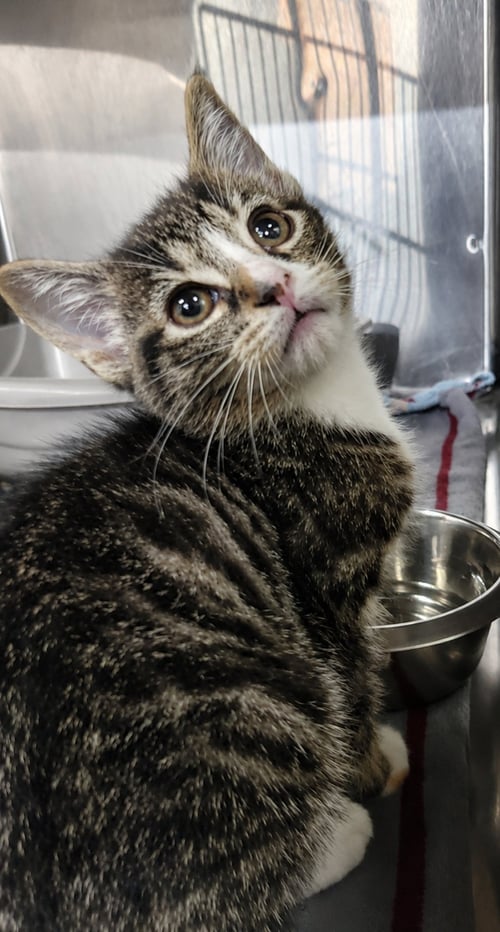 KITTEN BOLO - Tabby / Domestic Short Hair available for adoption