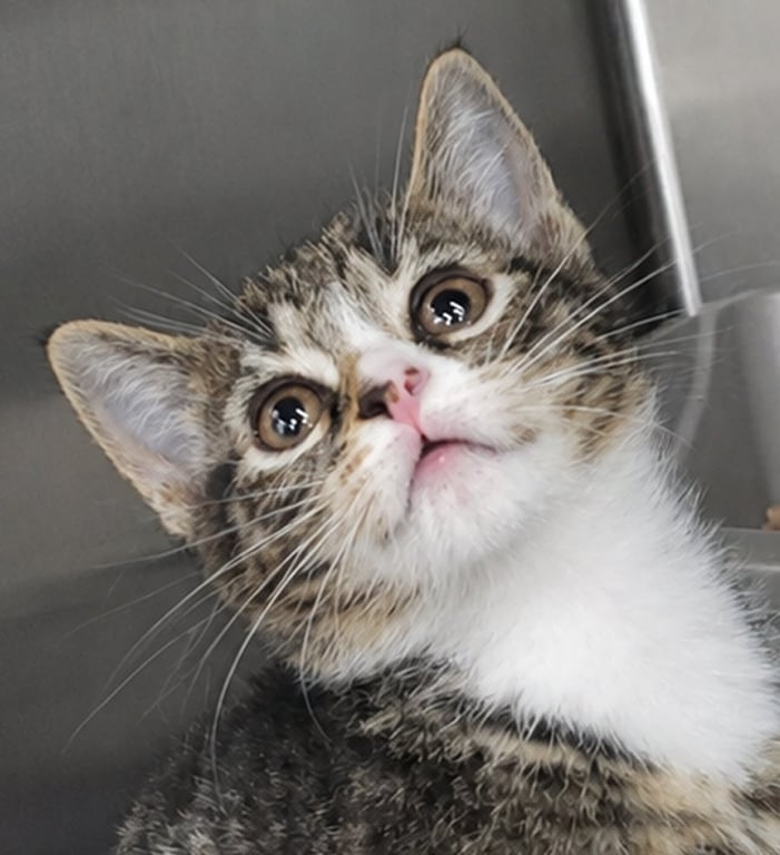 Kitten Bolo Image