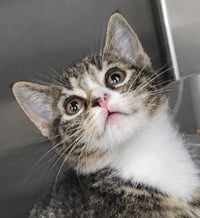 Kitten Bolo - Photo 1