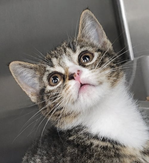 KITTEN BOLO - Tabby / Domestic Short Hair for adoption in Akron