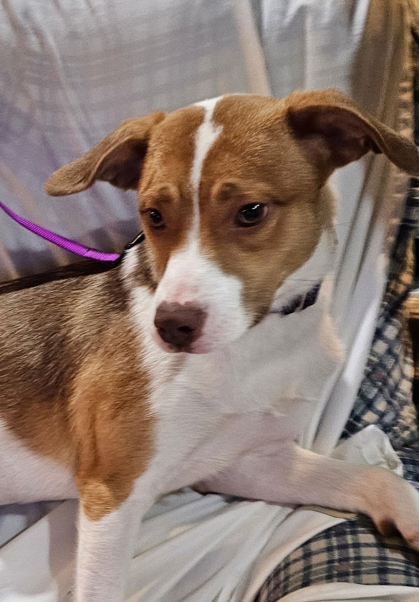 AMY - Australian Shepherd / Boxer available for adoption