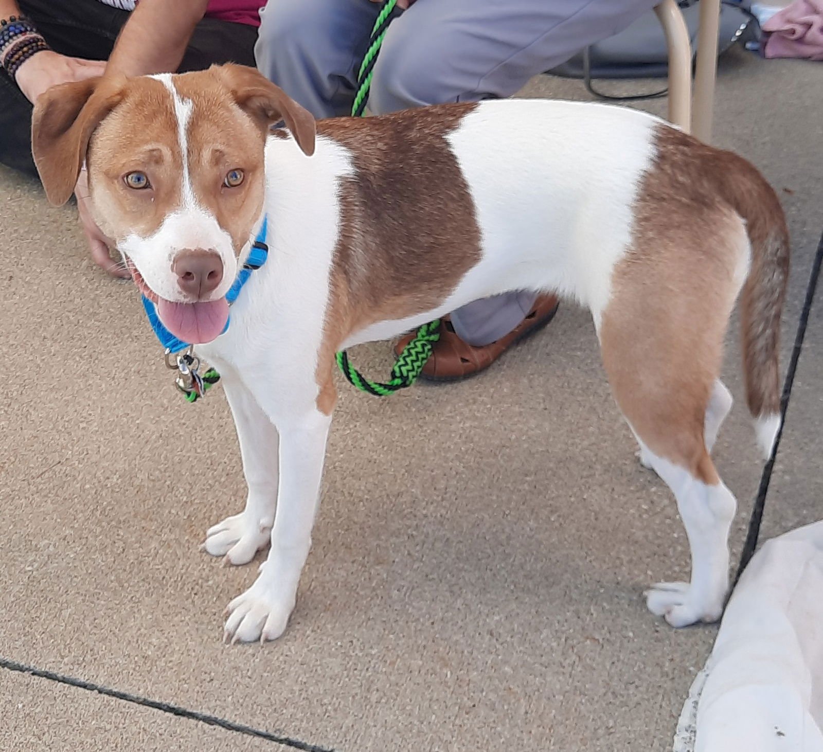 AMY - Australian Shepherd / Boxer available for adoption