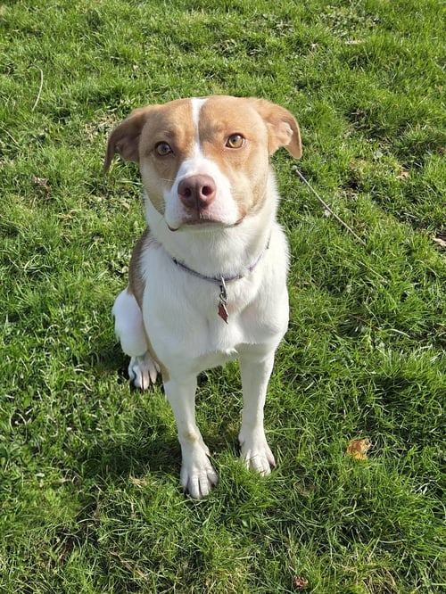 AMY - Australian Shepherd / Boxer available for adoption