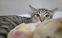Kitten Raab - Photo 2