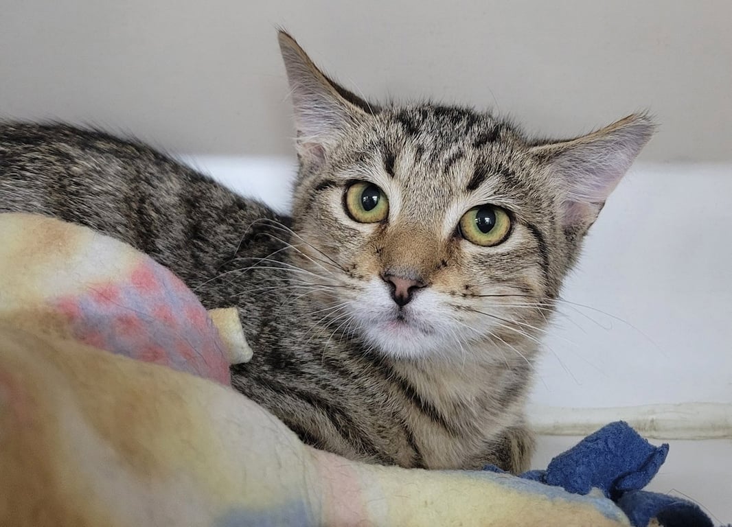 Kitten Raab Image