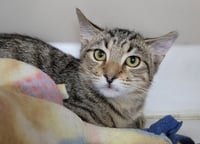 Kitten Raab - Photo 1
