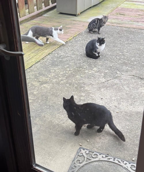 SABRINA - Domestic Short Hair available for adoption