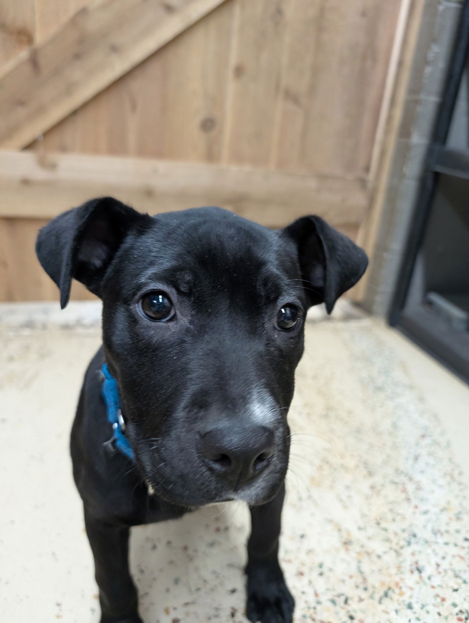 ANGIE (PUPPY) - Labrador Retriever available for adoption