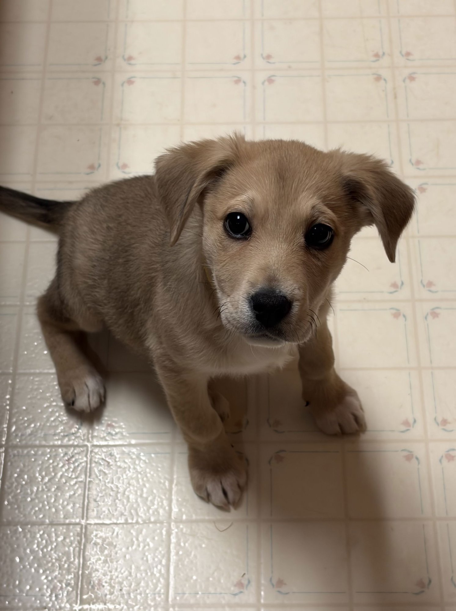 PUPPY MERCY - Labrador Retriever / Hound available for adoption