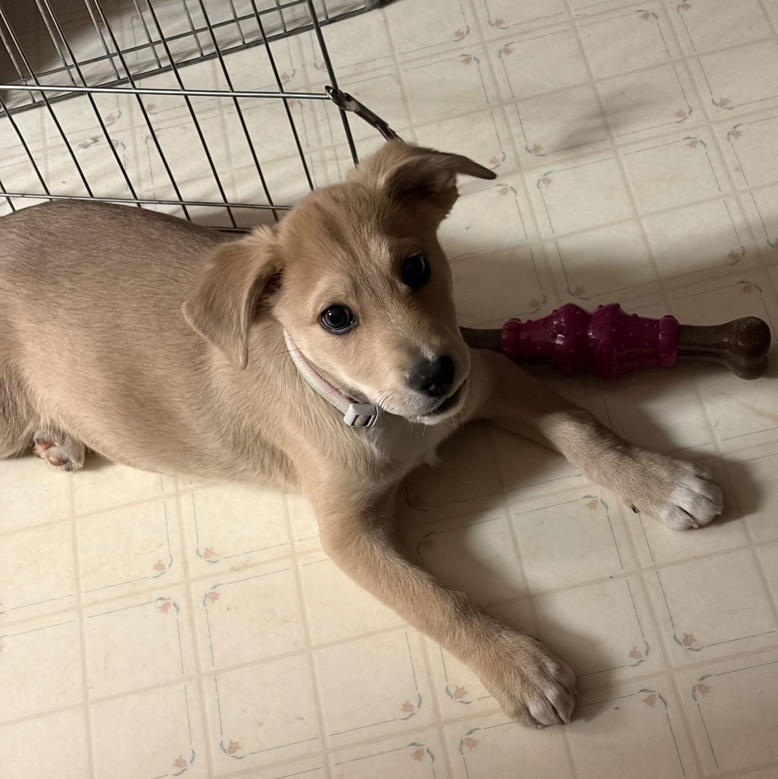 PUPPY MERCY - Labrador Retriever / Hound available for adoption