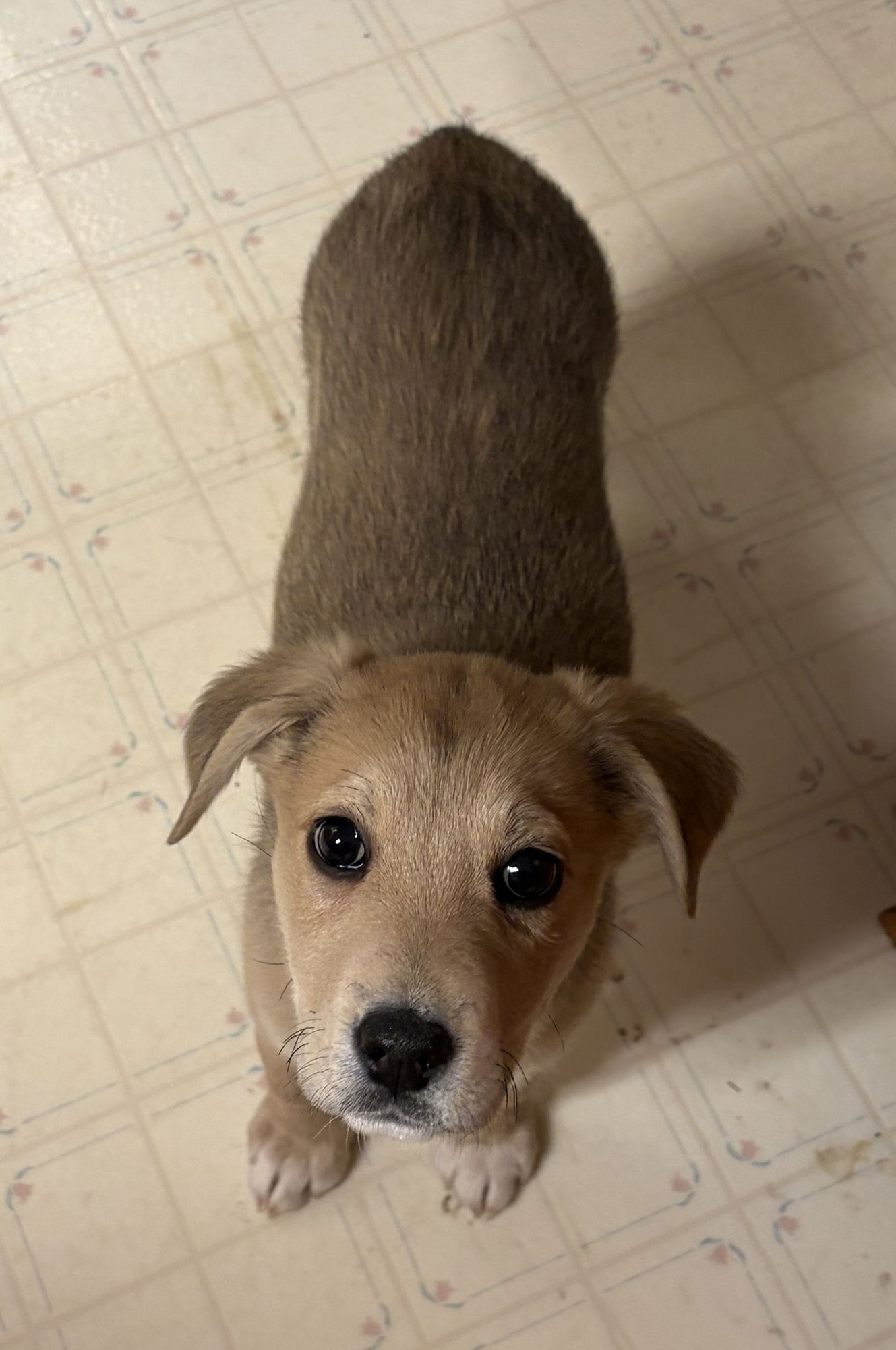 Puppy Mercy - Photo 3