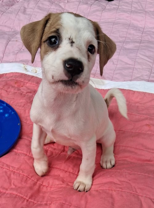 BABY STEWIE