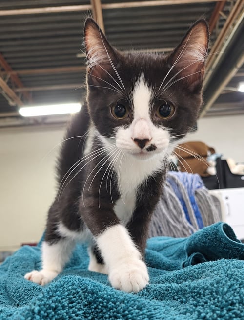 KITTEN ADOBE - Domestic Short Hair available for adoption