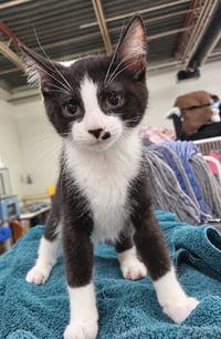 Kitten Adobe - Photo 3