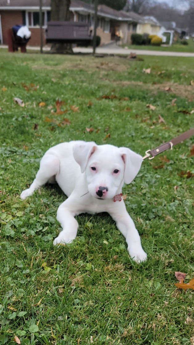 PUPPY DAYDREAM--AKA 'SPOT' - Labrador Retriever / Dogo Argentino available for adoption