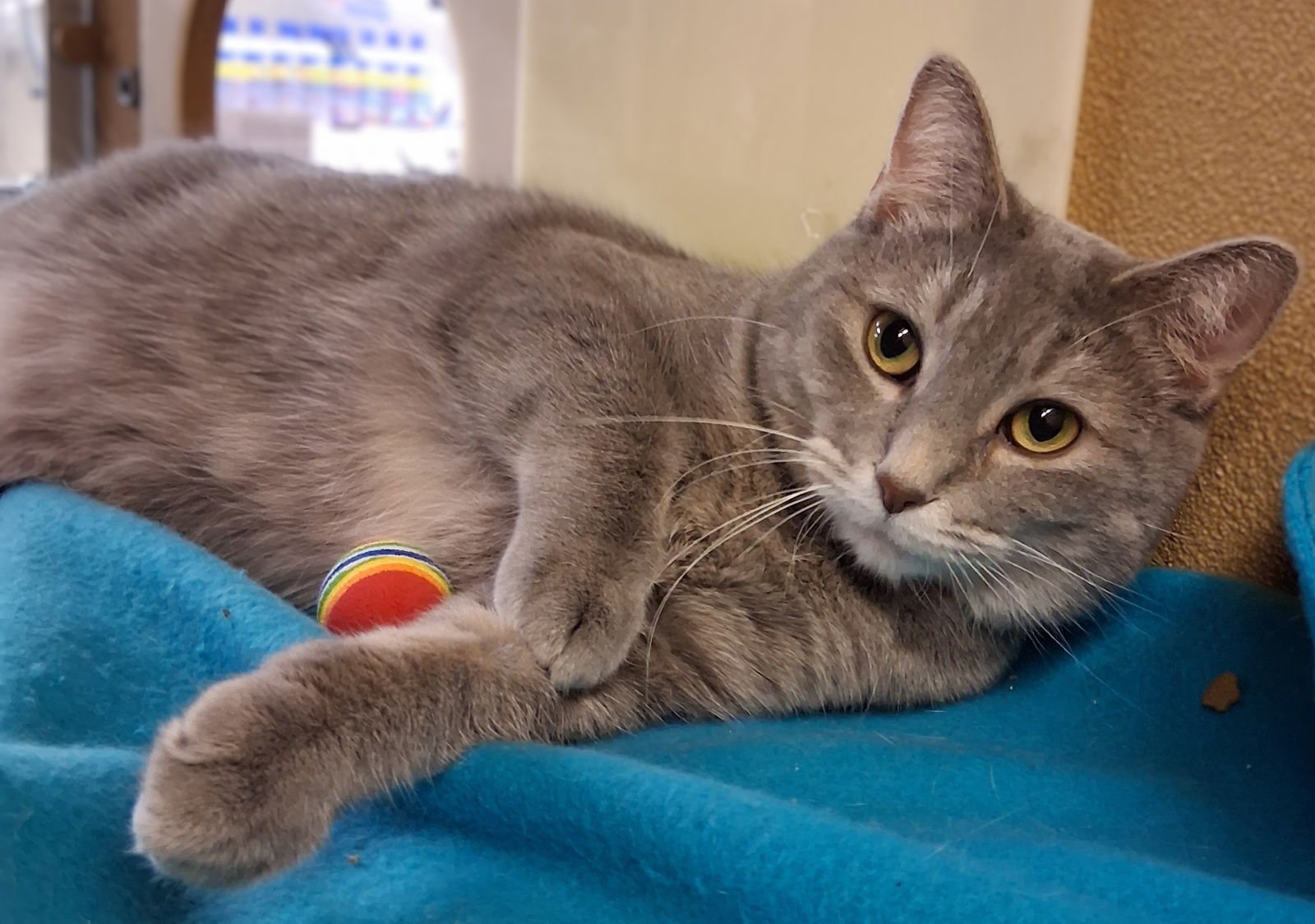 MINTS @ MEDINA PETSMART (WATCH VIDEO!) - Domestic Medium Hair available for adoption