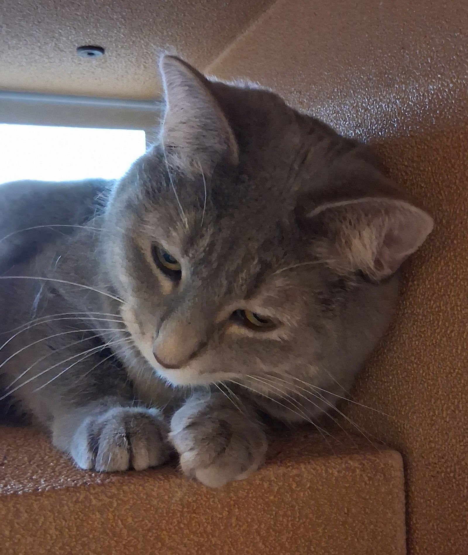 MINTS @ MEDINA PETSMART (WATCH VIDEO!) - Domestic Medium Hair available for adoption