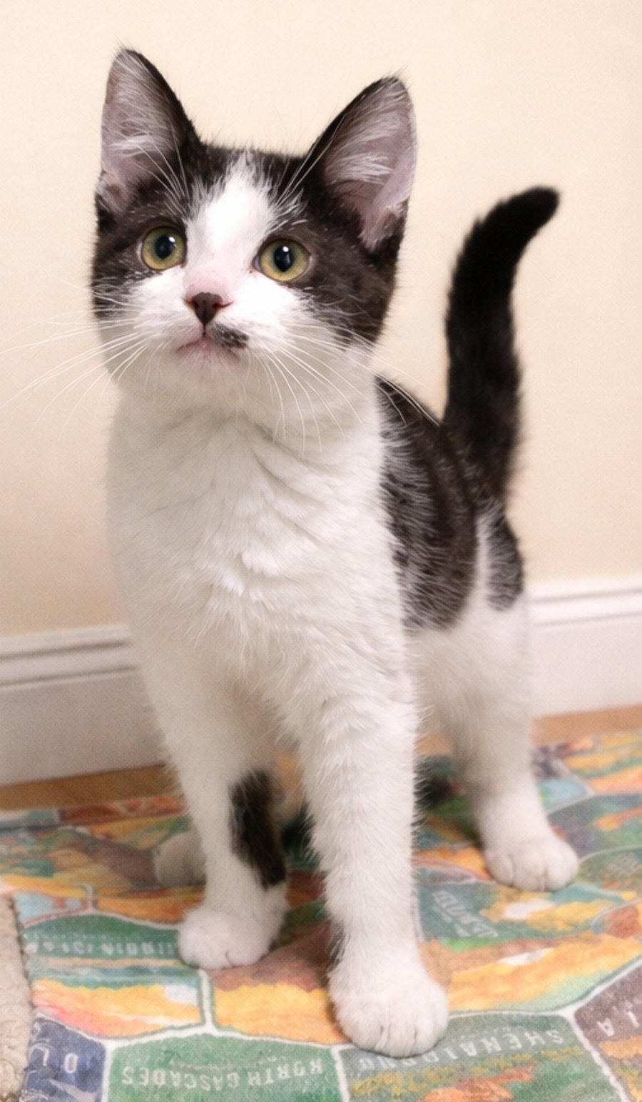 Kitten Circus - Photo 4