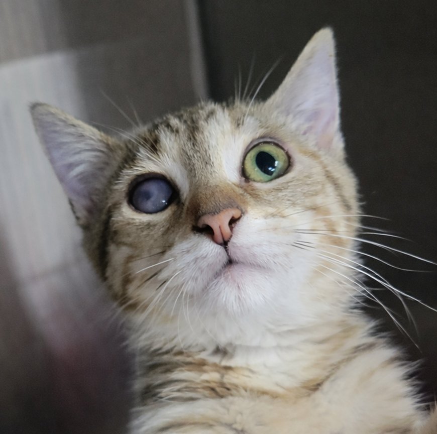 KITTEN JOVE - Domestic Short Hair / Tabby available for adoption