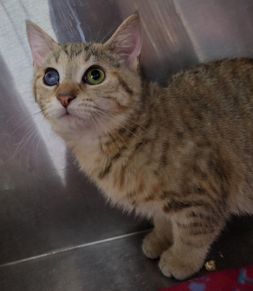 KITTEN JOVE - Domestic Short Hair / Tabby available for adoption