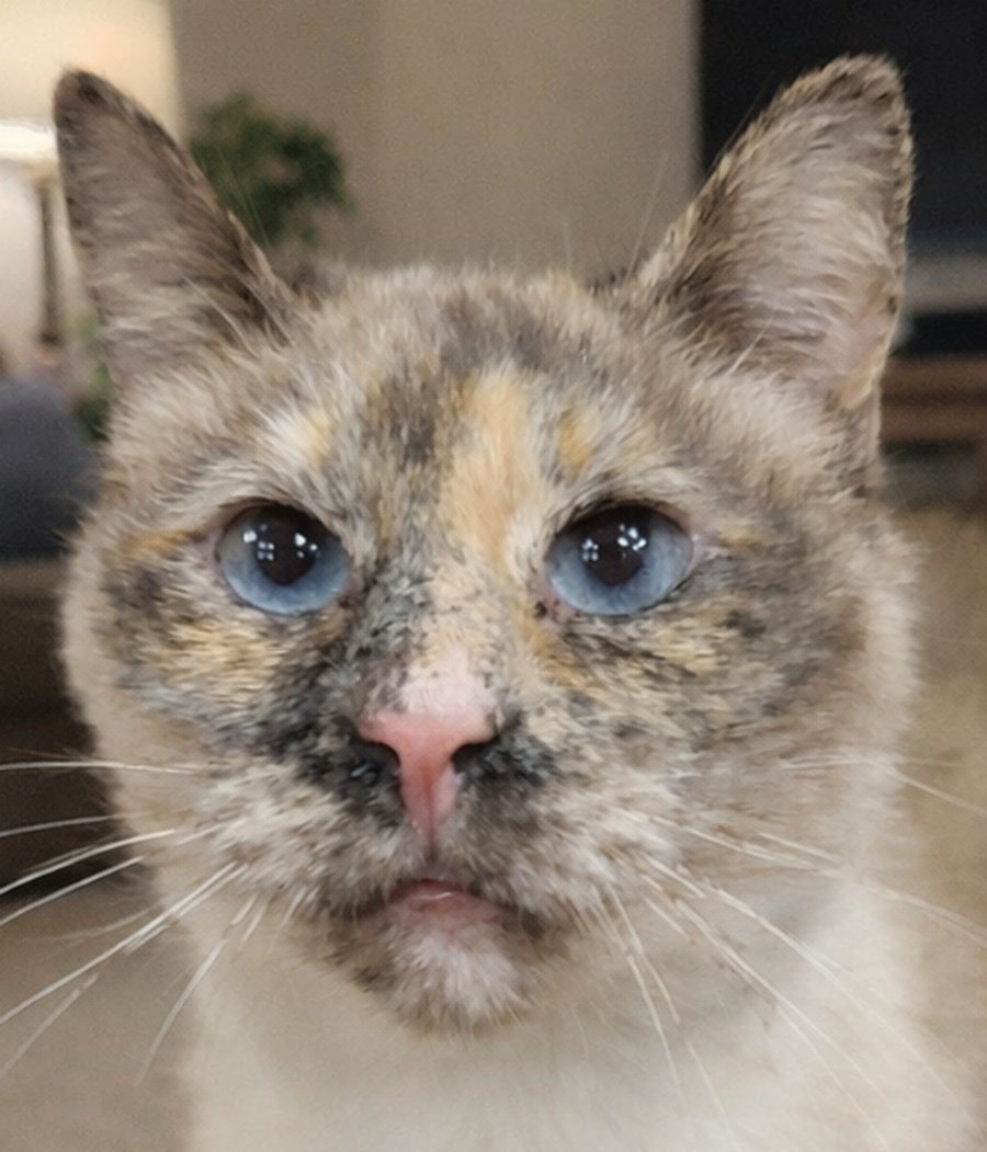 ADELA  - ADOPTION PENDING!