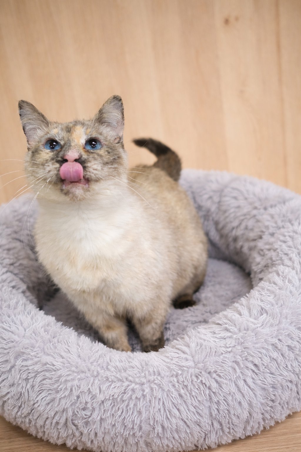 Adela  - adoption pending! - Photo 3