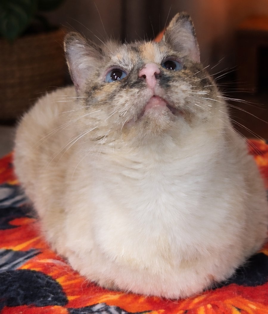 Adela  - adoption pending! - Photo 4