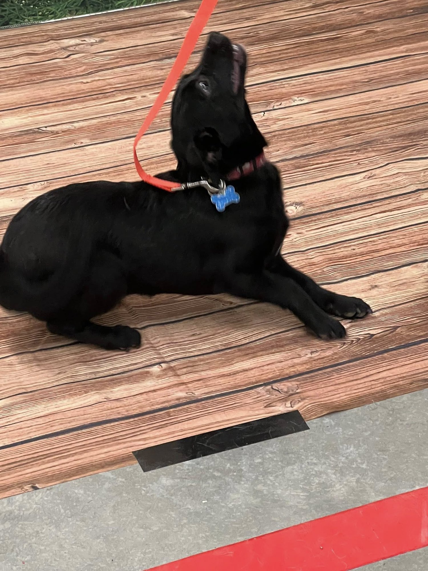 PUPPY GLORY - Border Collie / Chihuahua available for adoption