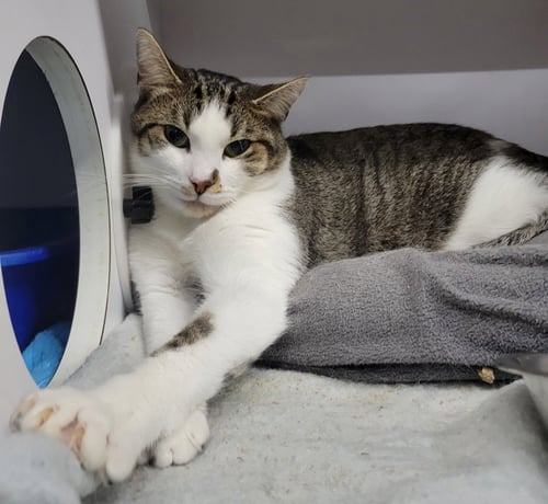 RICHARD - Domestic Short Hair available for adoption