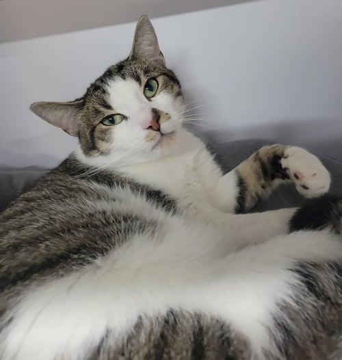 RICHARD - Domestic Short Hair available for adoption