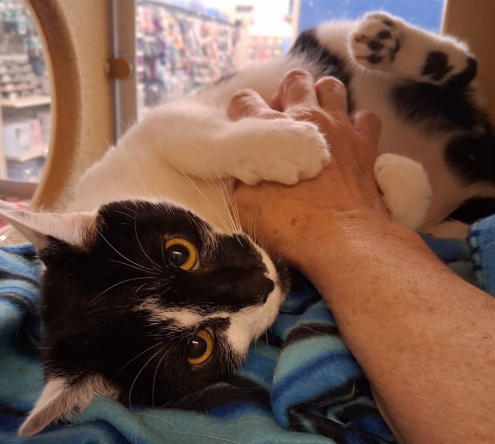 HAWAII @ MEDINA PETSMART (WATCH VIDEO!) - Domestic Medium Hair available for adoption