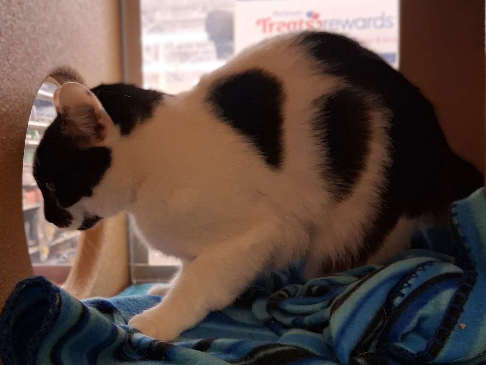 HAWAII @ MEDINA PETSMART (WATCH VIDEO!) - Domestic Medium Hair available for adoption