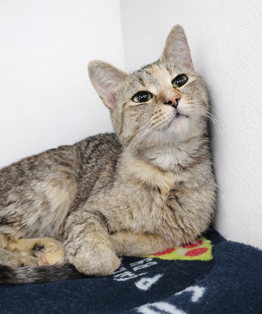 STOPLIGHT - Domestic Short Hair / Tabby available for adoption
