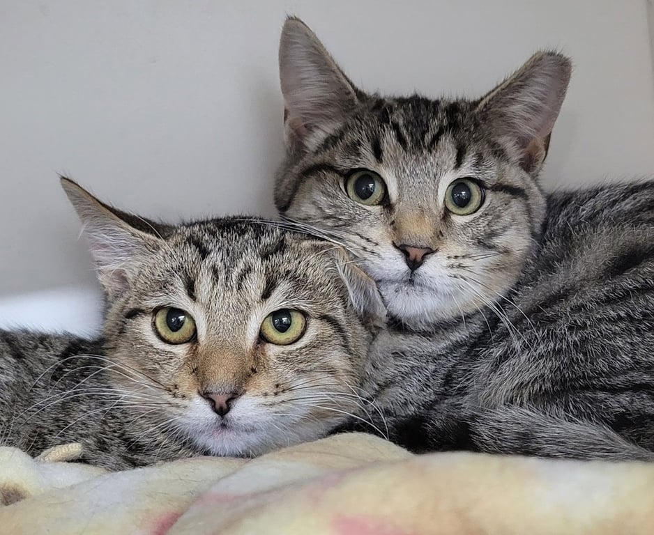 Kitten Brothers Raab and Dico Image